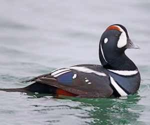 Нугас (Хотгуужин чөрх)